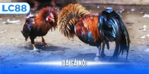 Đá gà Nòi