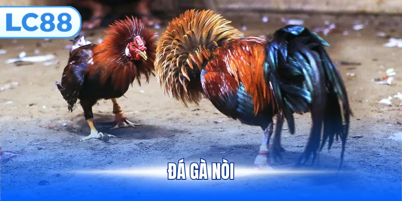 Đá gà Nòi