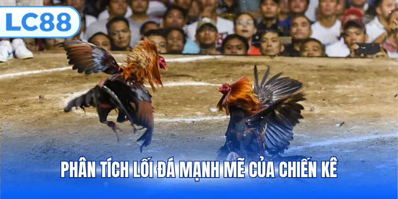 Phân tích lối đá mạnh mẽ của chiến kê